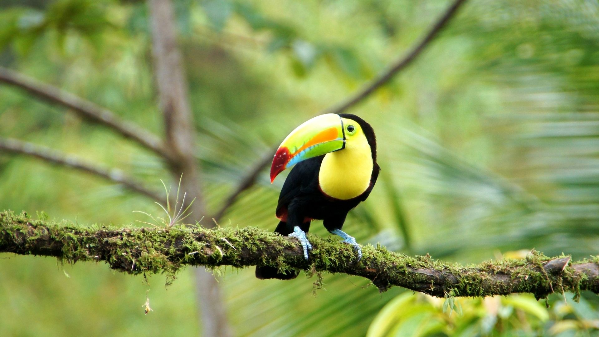 Costa Rica Diferente